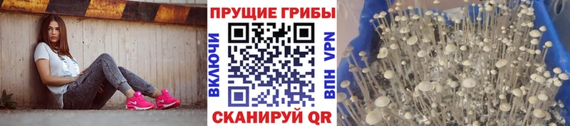 продажа наркотиков  Инсар  Галлюциногенные грибы Psilocybine cubensis 